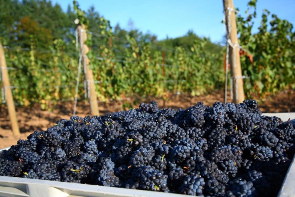 Oregon Pinot Vineyard