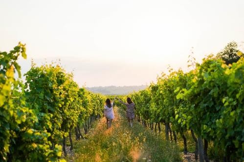Bordeaux is aiming for 100% sustainability, photo courtesy Vins de Bordeaux