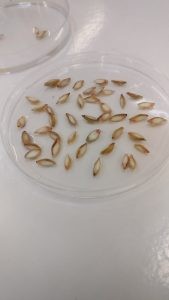 petri dish containing chitted grains of barley that have been treated with tetrazolium and stained red to show their viability