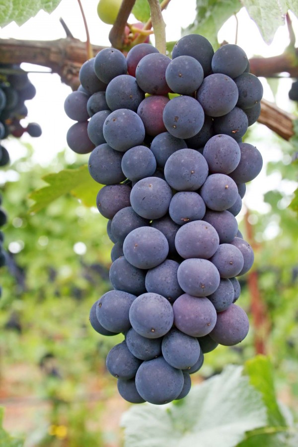 Pinot Noir Grapes