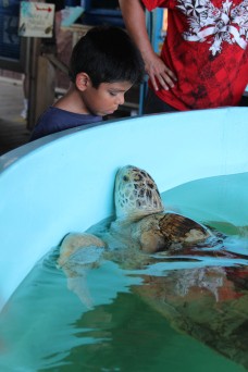 2016 5 23 Alex and the Turtle