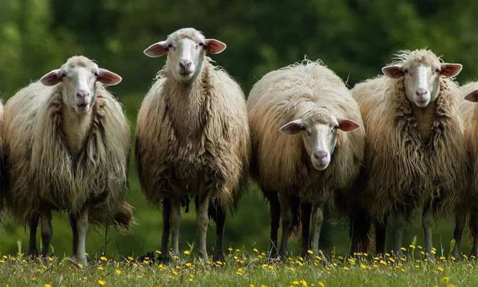 sierra-sage-comfort-cream