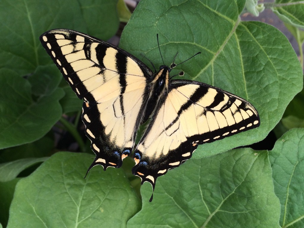 Meet Daisy - the boredom buster.